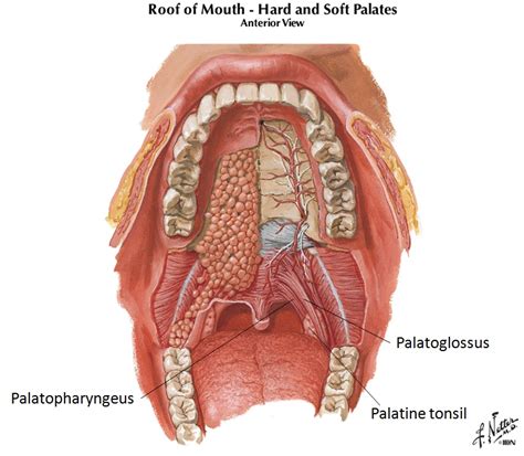 Palatopharyngeus Muscle Anatomy, Origin, Insertion, Action