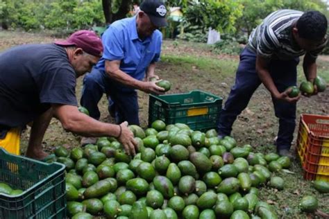 Estados Unidos Reactiva Exportaciones De Aguacate En Michoac N Con Plan