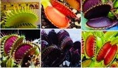 YourPlantBitch - Etsy