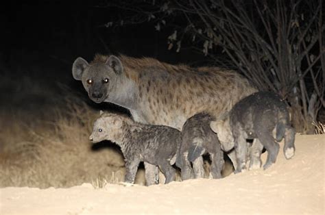 650 Hyena Night Stock Photos Pictures And Royalty Free Images Istock
