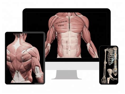 muscle motion muscle motion youtube