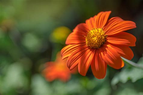 Orange Flowers That Open And Close Daily - Infoupdate.org