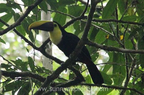 Visiting Tortuguero Rainforest in Costa Rica