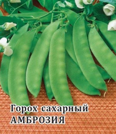 Грах Амброзия: описание и характеристики на сорта, правила за засаждане ...
