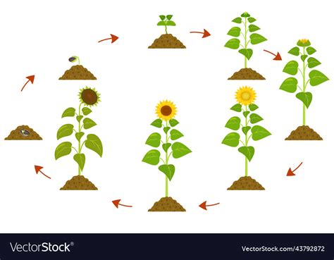 Life Cycle Sunflower Plant Pictures