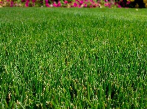 Дачный газон: особенности, виды газонных трав