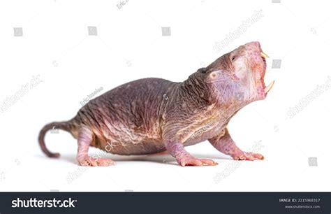 Naked Molerat Hairless Rat Heterocephalus Glaber Stock Photo Shutterstock