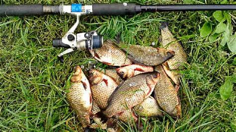 Универсальная насадка на карася, леща, плотву - Охота и рыбалка ...