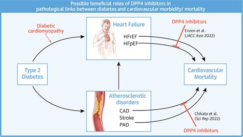 Pathologic Links Between Diabetes And Cardiovascular Morbidity Mortality Download Scientific