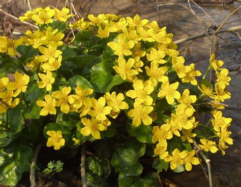 Фото калюжниця болотна