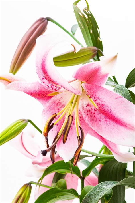 Lilie Anastasia - Lilium longiflorum Anastasia günstig kaufen