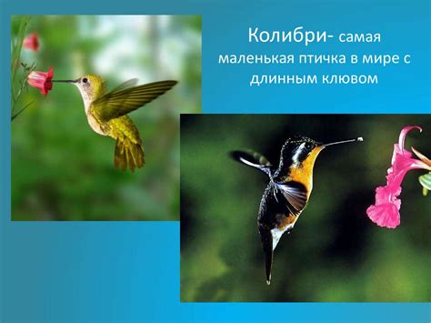 Пропорции выражают характер. Птицы с разным характером пропорций ...