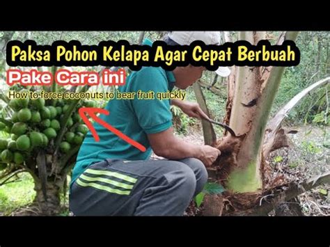 Cara Memaksa Pohon Kelapa Agar Cepat Berbuah Kelapacepatberbuah YouTube