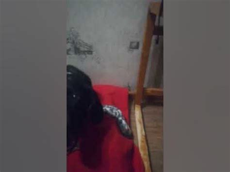 Собачка Лаки 🤭🤭🤭😚😚😚💒💒 - YouTube