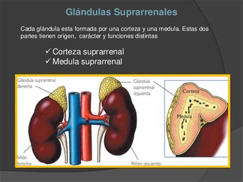 Glándulas Suprarrenales Y Enfermedades Fisiologia