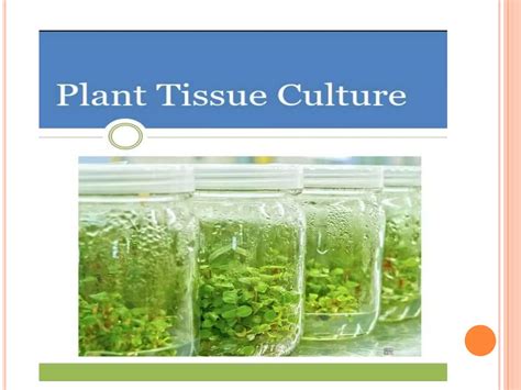 Plant Tissue Culture Ppt