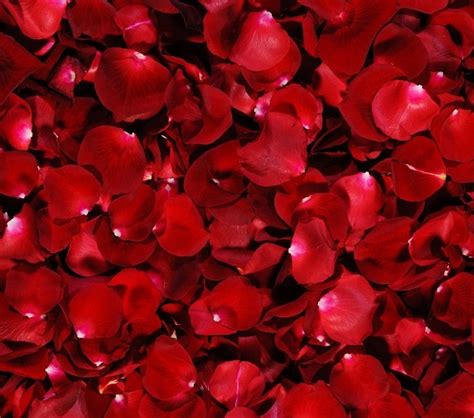 Rose Petals | Concierge Flowers NYC