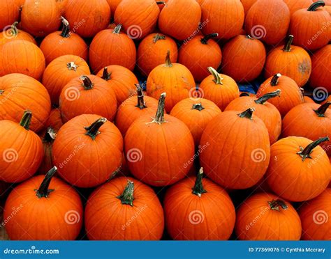 Pumpkins Stock Photo Image Of Gourd Halloween Autumn 77369076