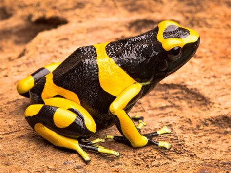 Breeding The Bumblebee Dart Frog Reptiles Magazine