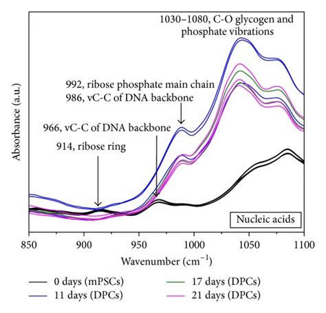 Ftir Spectra Of Mouse Pluripotent Stem Cells Mpscs And Differentiated Download Scientific