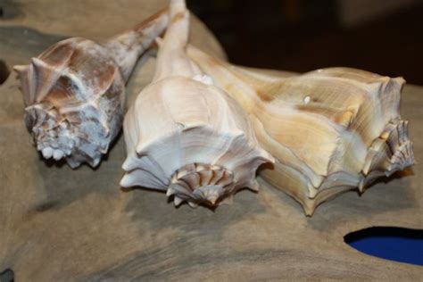 3 Beautiful Lightning Whelks Texas State Shell Free Ship Etsy