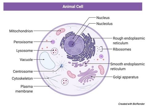 plant  animal cell unlabelled diagram artofit