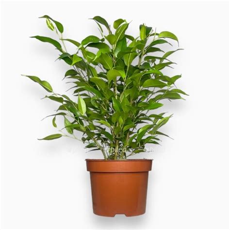 Фикус Бенджамина Грин Кинки 12/30 купить в Москве с доставкой в ...