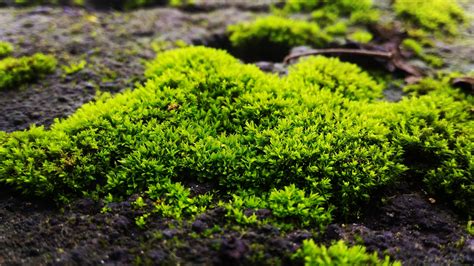 Peat Moss Vs Sphagnum Moss Are They The Same Plants Spark Joy