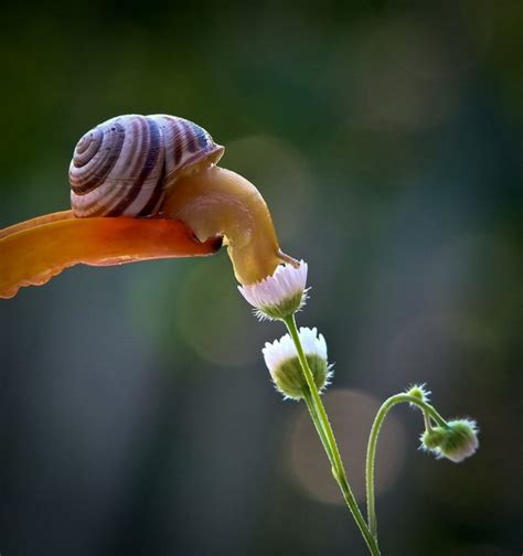 incredibly cute snail   vyacheslav mishchenko