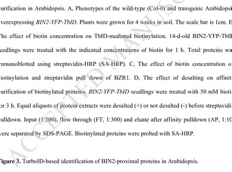 The Effect Of Biotin Concentration On The Efficiency Of Biotin Labeling