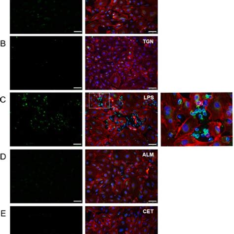 Representative Immunohistochemical Detection Of Recruited CD3 Immune