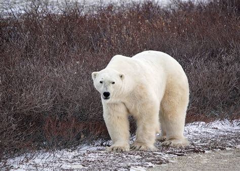 Do Polar Bears Eat Penguins?