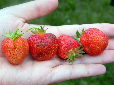 Why Are My Strawberries Misshapen Broadpick