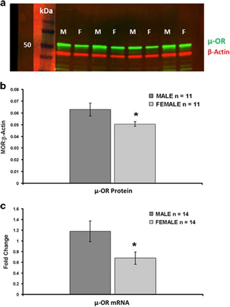 Sex Differences In Opioid Receptor Regulation Of The Rat Locus Coeruleus And Their Cognitive
