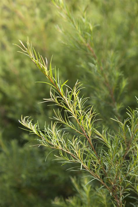 Tea Tree - Melaleuca alternifolia - Grampa's Garden
