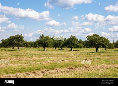 Green Field And Apple Orchard Under The Blue Sky Rural Landscape Stock