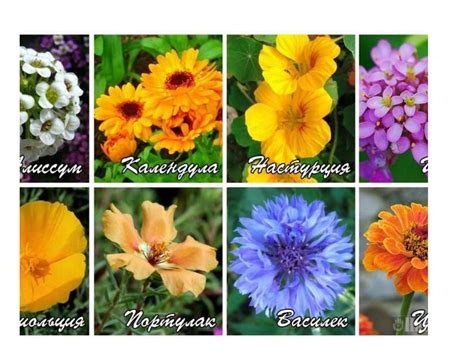 Как собрать семена однолетников - презентация онлайн