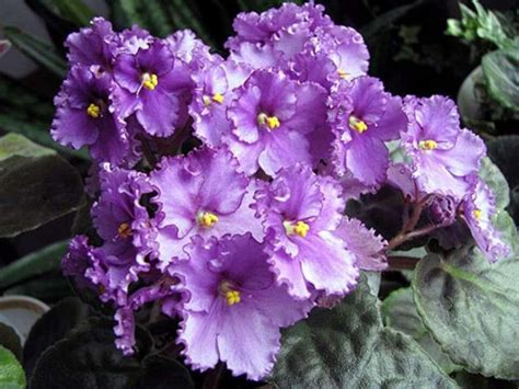 Фиалка Шахматный Король Фото И Описание – Telegraph