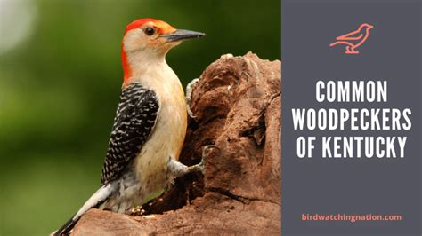 Exciting Woodpeckers Of Kentucky You Can See In Your Area With