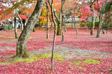 Fallen Japanese Red Maple Leaf in a Park Stock Image - Image of ...