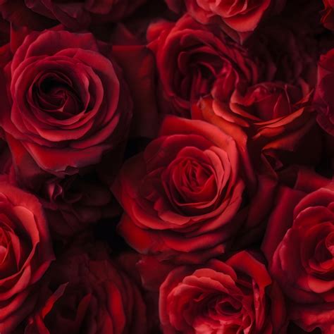 Fondos De Pantalla De Rosas Rojas Para Iphone Y Android Foto Premium