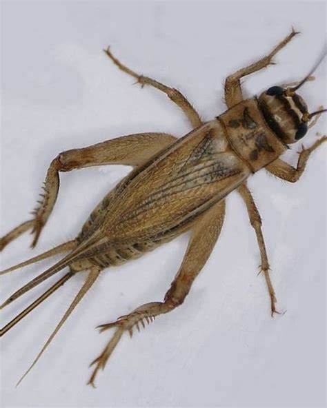 How Do Crickets Make Noise A Cute Educational Look At The Method And Reasons Crickets Make