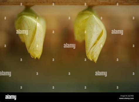 Coccons On Butterfly Farm As Part Of Life Cycle Stock Photo Alamy