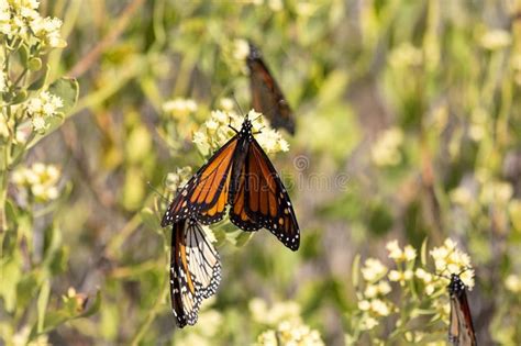 Monarch Butterfly On Yellow Wildflowers In Florida Stock Image Image