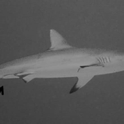 Male grey reef shark showing claspers. Photo credit: Phillip S. Lobel. | Download Scientific Diagram