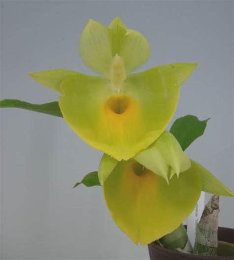 Ctsm Pileatum Oro Verde