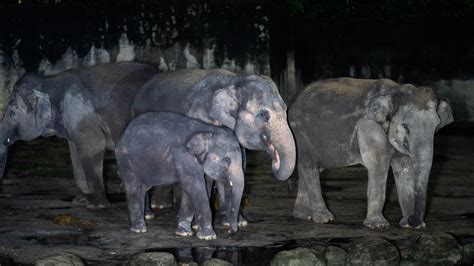 Taiping Zoo Tourism Perak Malaysia