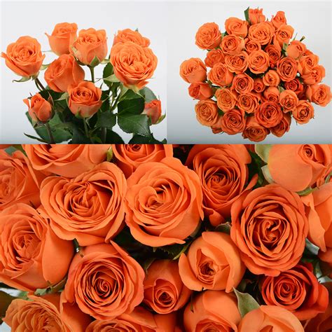 Babe Premium Flowers