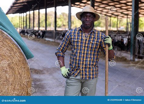 African Farmer Posing At The Cow Farm Stock Photo Image Of Cattle