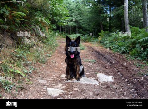 Ill Wait For You Stock Photo Alamy